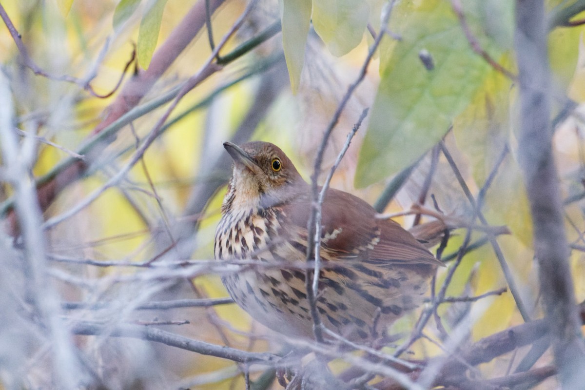 Brown Thrasher - ML611488483