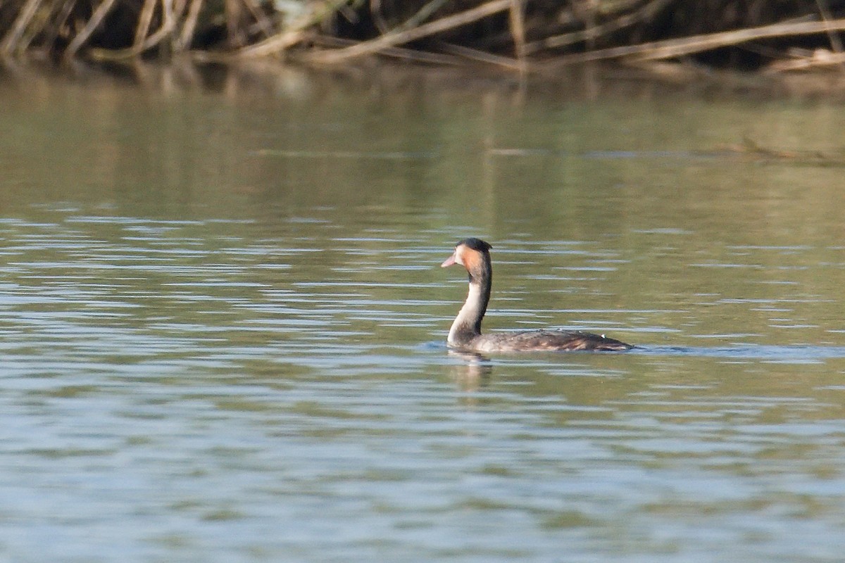 Great Crested Grebe - ML611488500