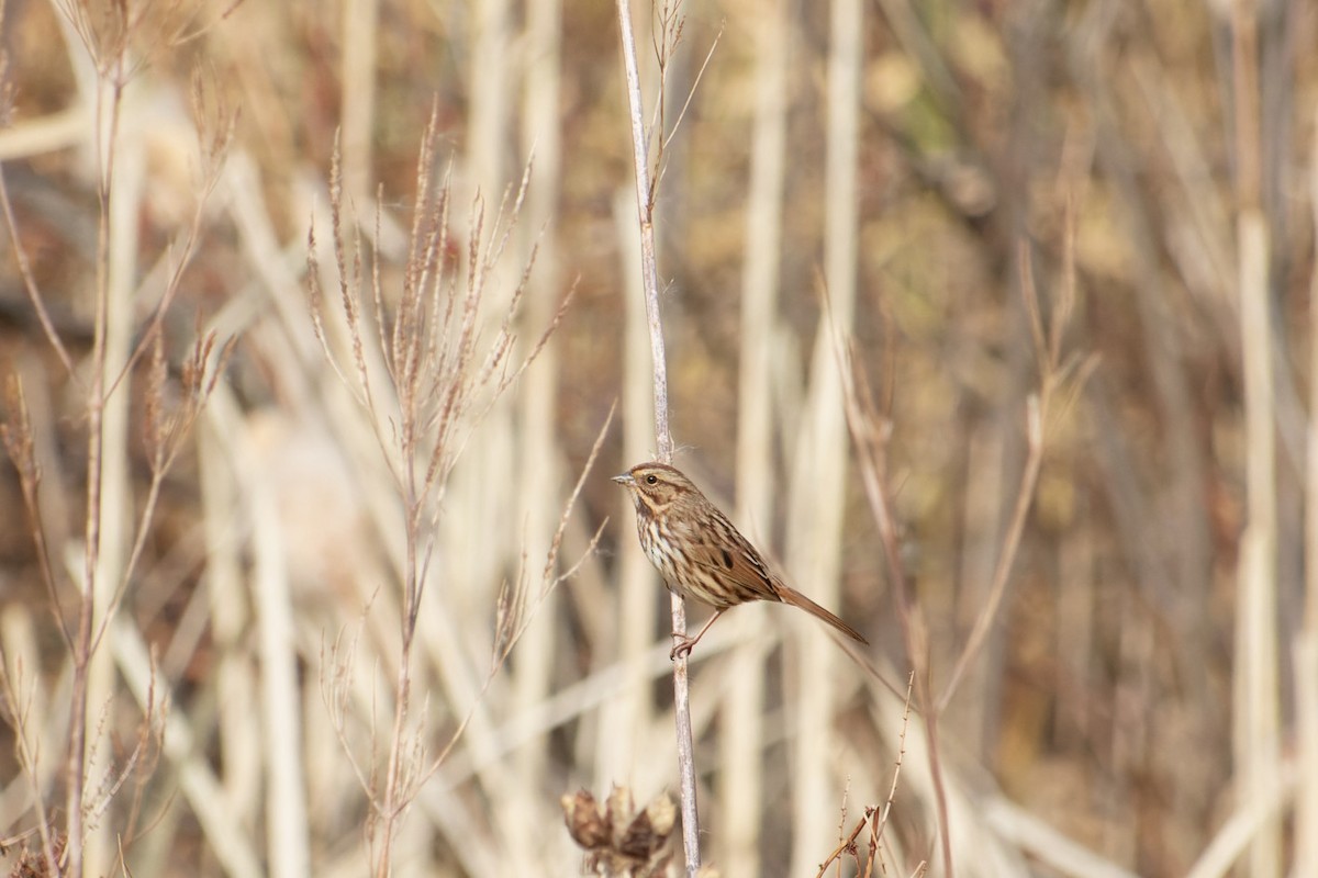 Song Sparrow - ML611488509