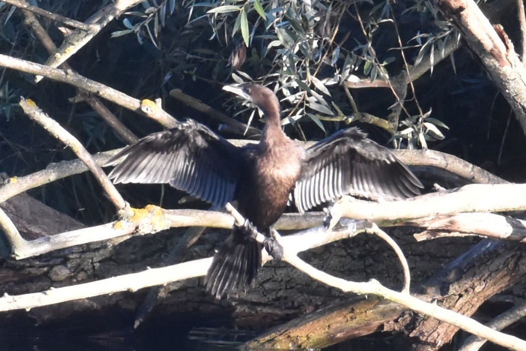 Pygmy Cormorant - ML611488517