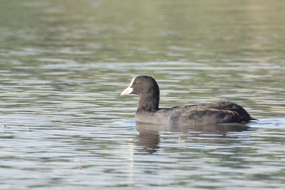 Eurasian Coot - ML611488523