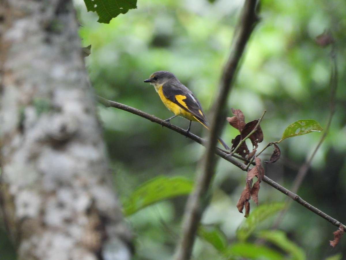 Short-billed Minivet - ML611488529