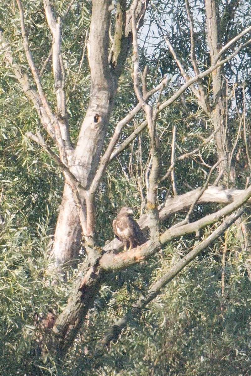 Common Buzzard - ML611488531