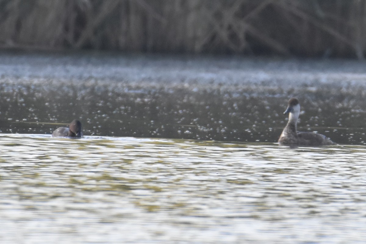 Common Pochard - ML611488546