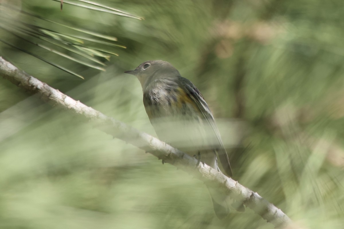 Yellow-rumped Warbler (Audubon's) - ML611488556