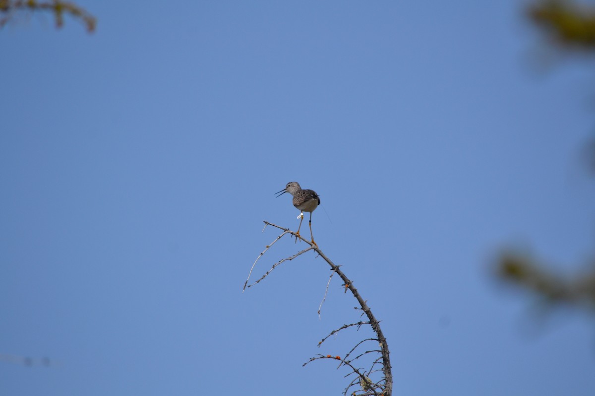 gulbeinsnipe - ML611488576