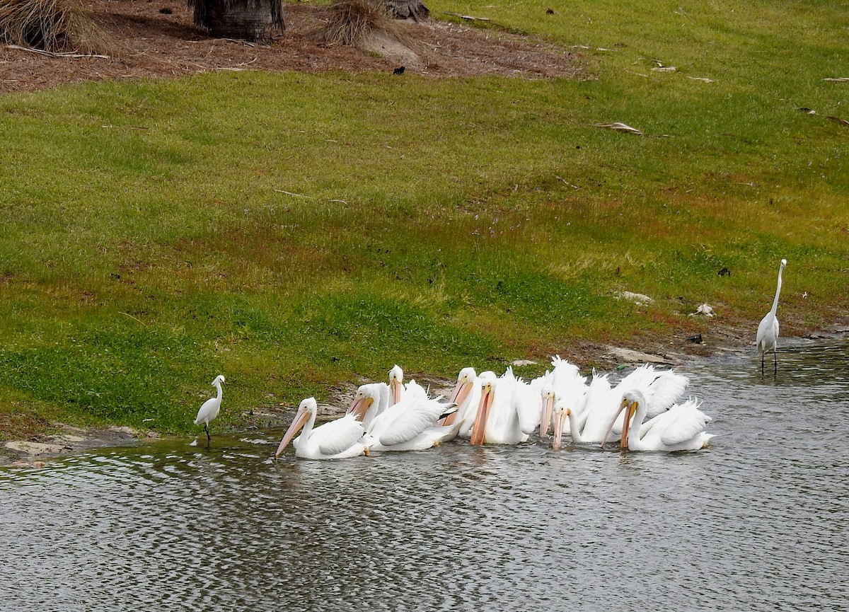 Great Egret - ML611488593