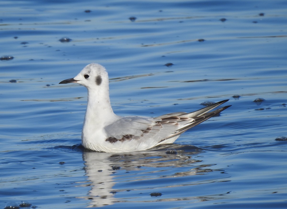 Bonaparte's Gull - Anonymous