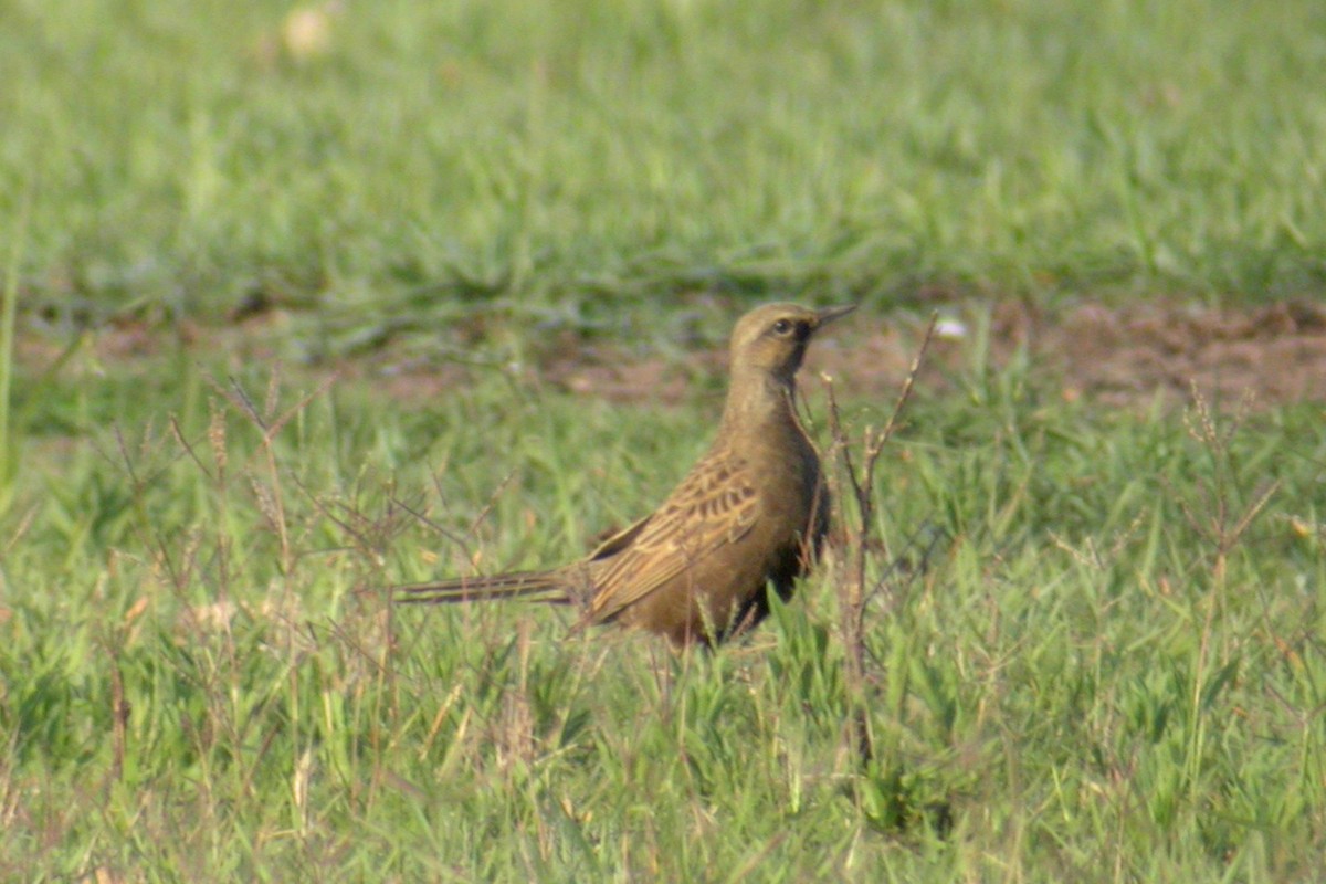 Brown Songlark - ML611488679