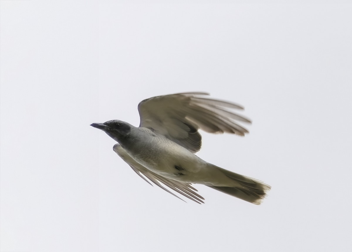 Black-faced Cuckooshrike - ML611488681