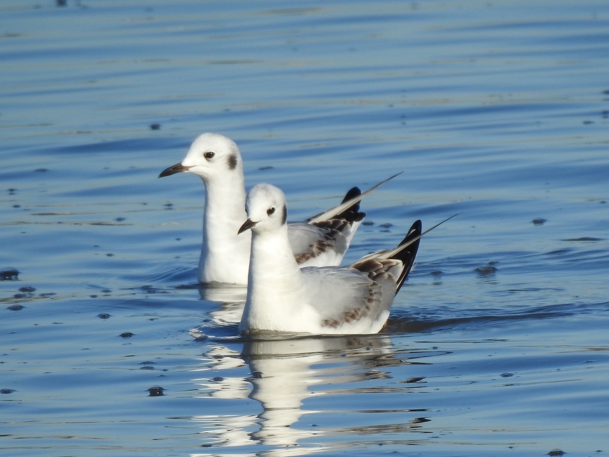 Bonaparte's Gull - Anonymous