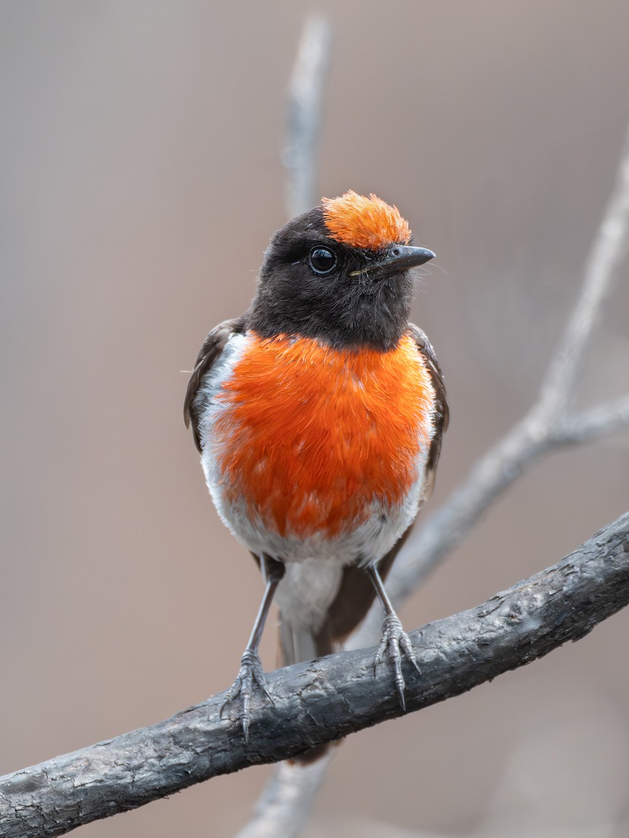Red-capped Robin - ML611488779