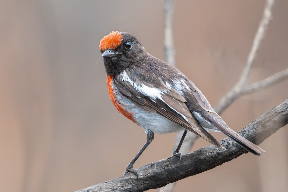 Red-capped Robin - ML611488781