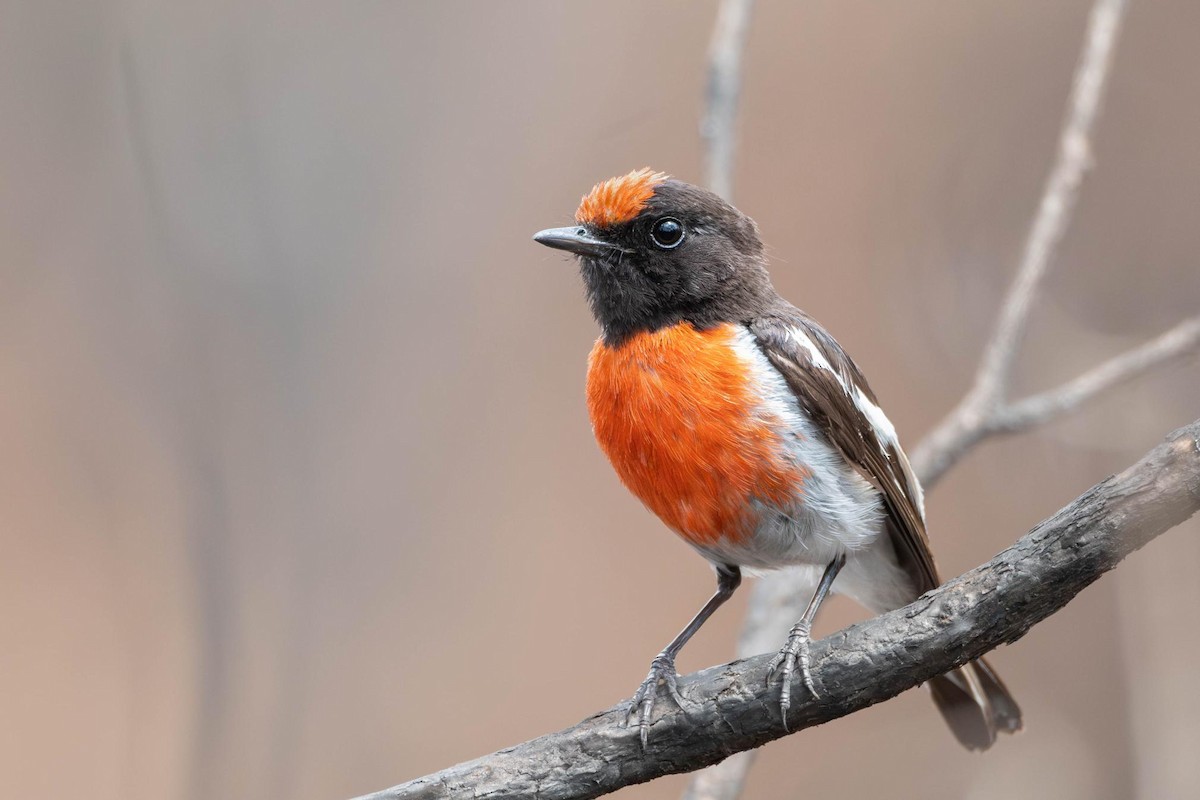 Red-capped Robin - ML611488782