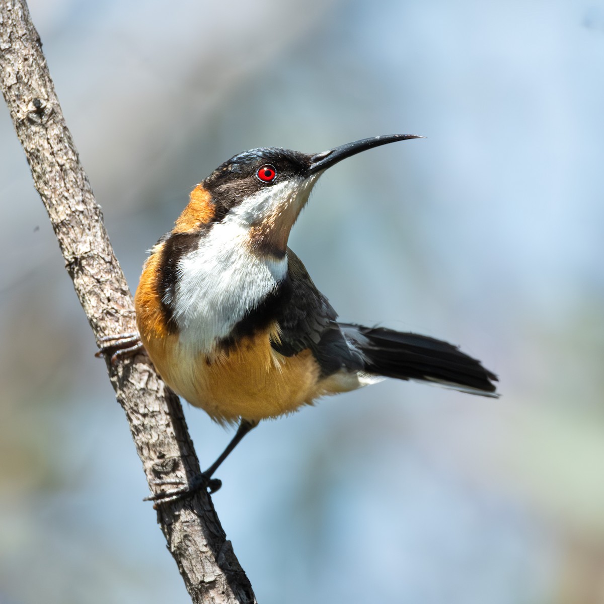 Eastern Spinebill - Veeraj Sharma