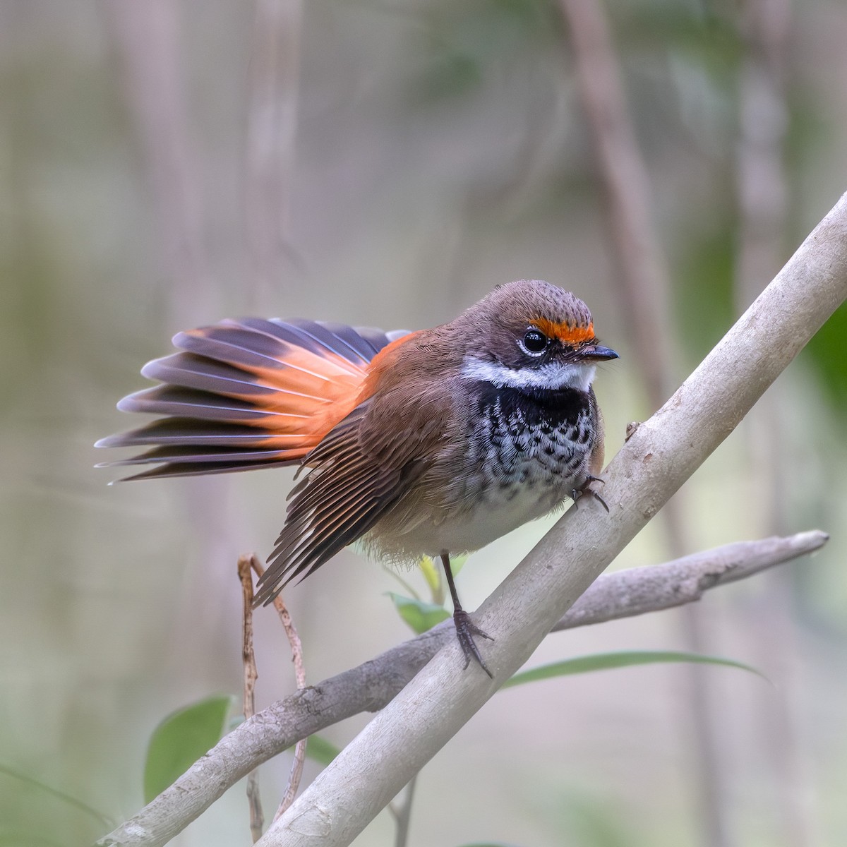 Australian Rufous Fantail - ML611488848