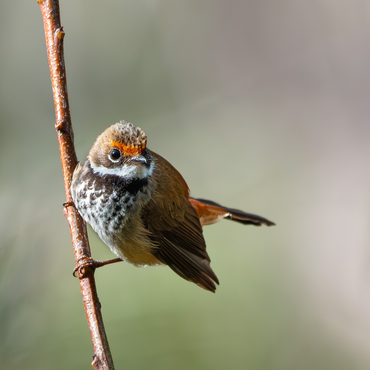 Australian Rufous Fantail - Veeraj Sharma