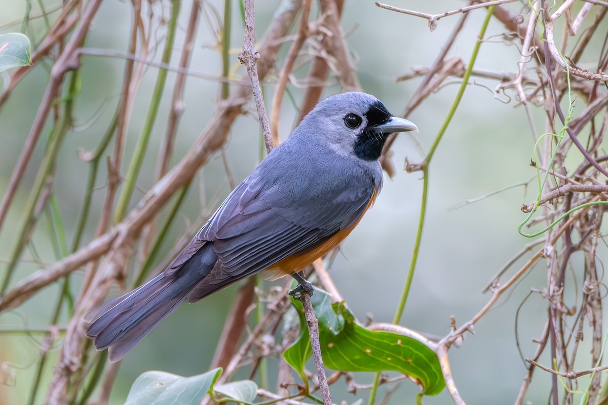 Black-faced Monarch - Veeraj Sharma