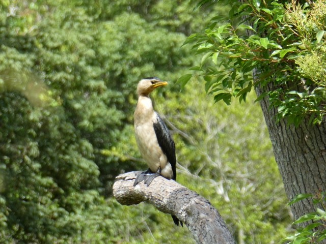 Little Pied Cormorant - ML611488872