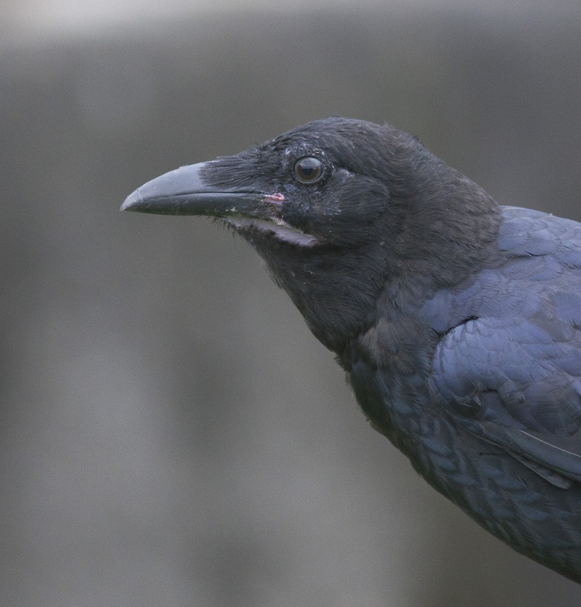Australian Raven - ML611488909