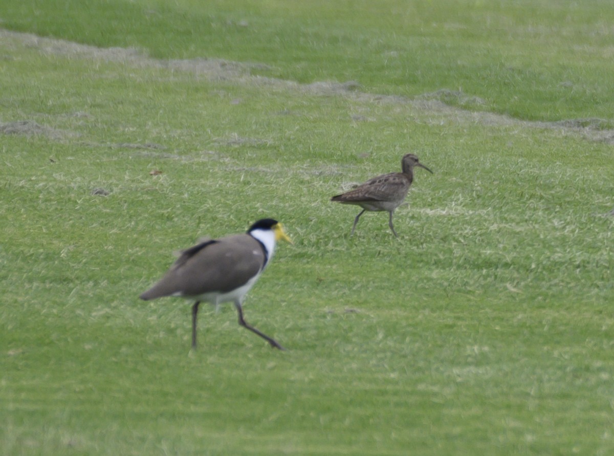 Zwergbrachvogel - ML611488934