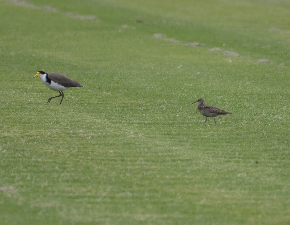 Little Curlew - ML611488936