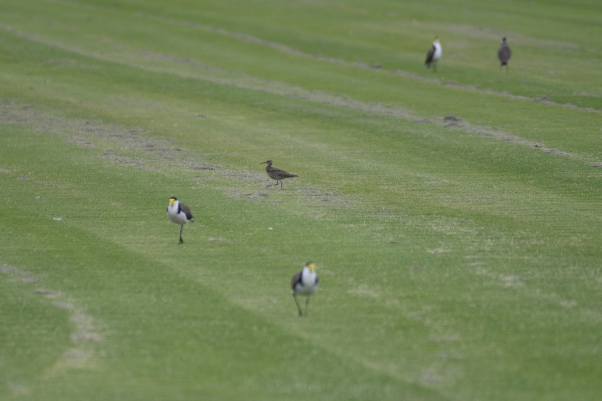 Little Curlew - ML611488937