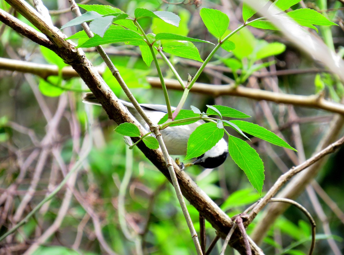 Carolina Chickadee - ML611489003