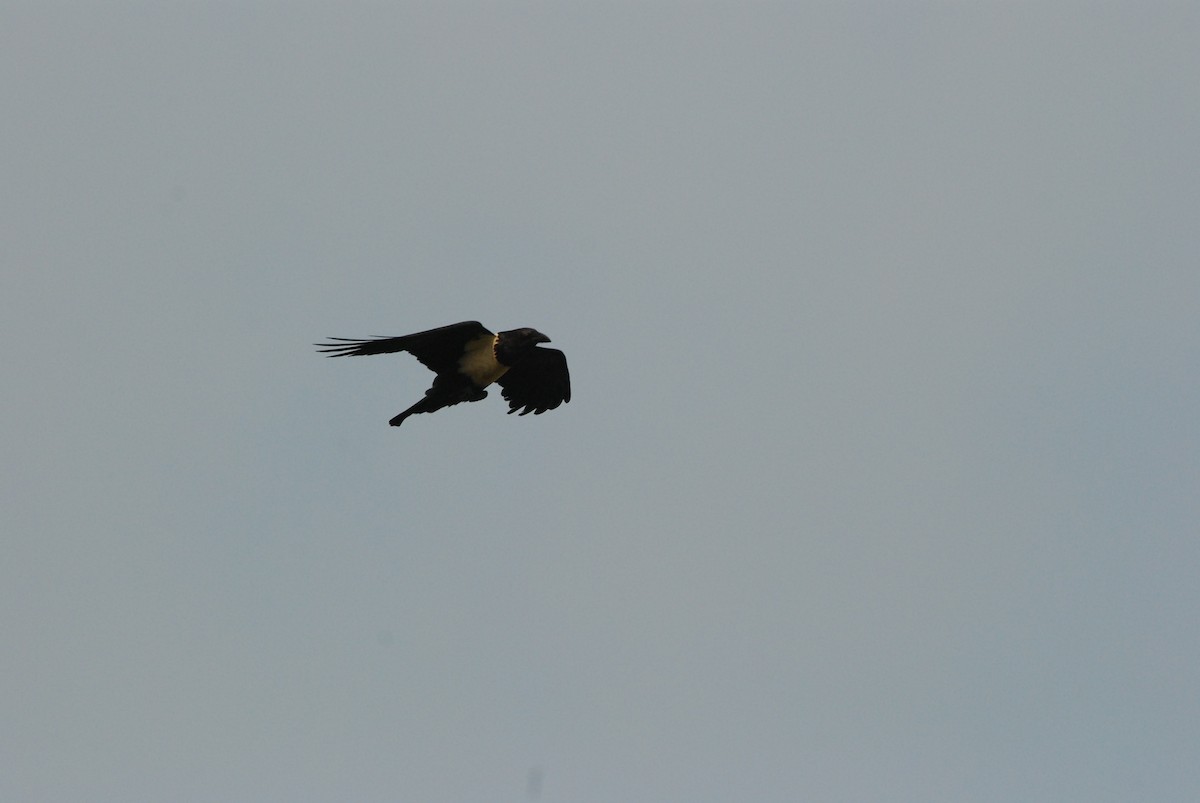 Pied Crow - Christoph Randler