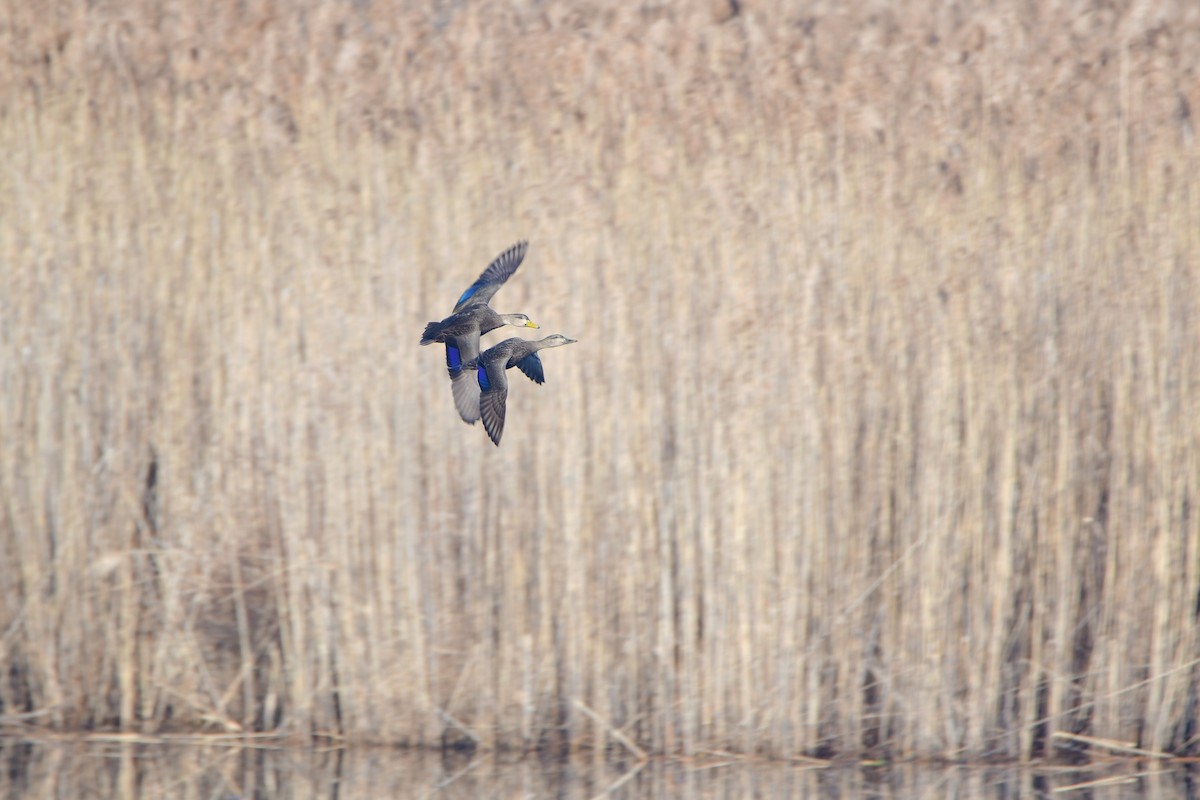 American Black Duck - ML611489440