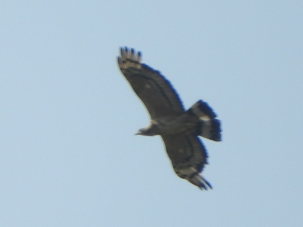 Oriental Honey-buzzard - Gerald Moore