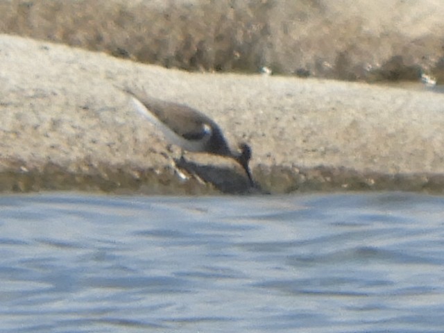 Common Sandpiper - ML611489559