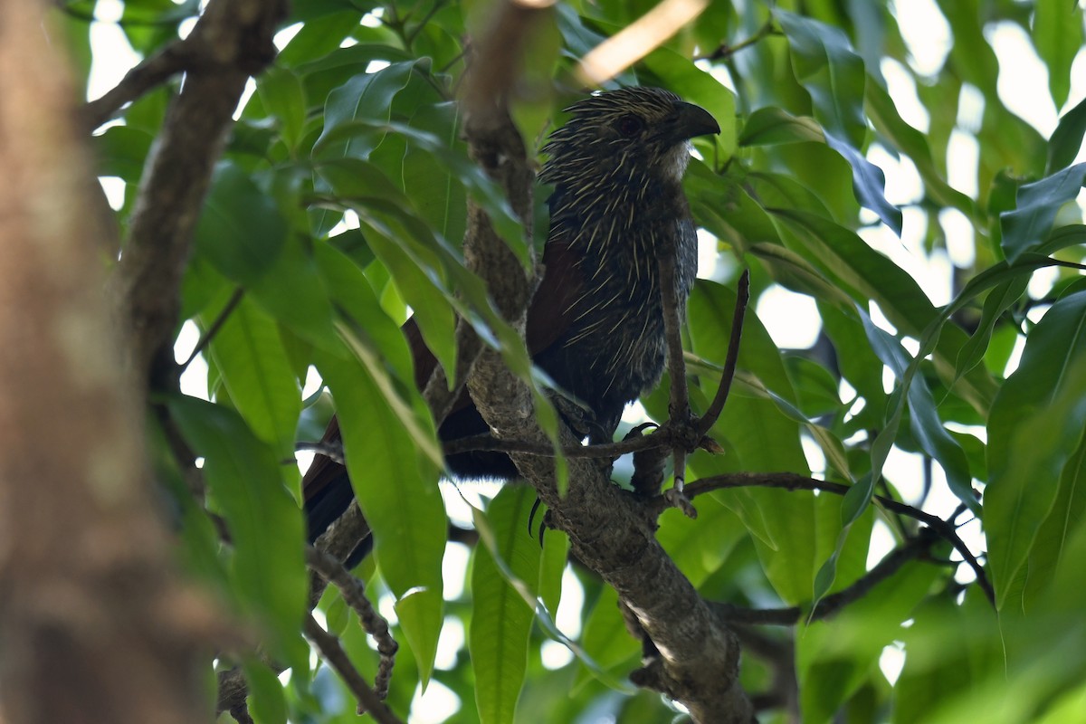 Malagasy Coucal - ML611489563