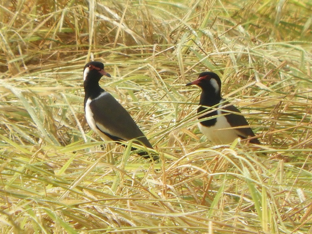 Red-wattled Lapwing - Gerald Moore