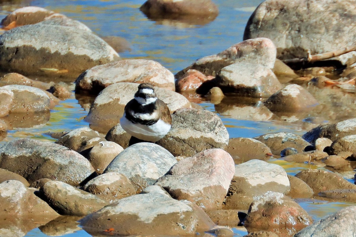 Killdeer - ML611489568