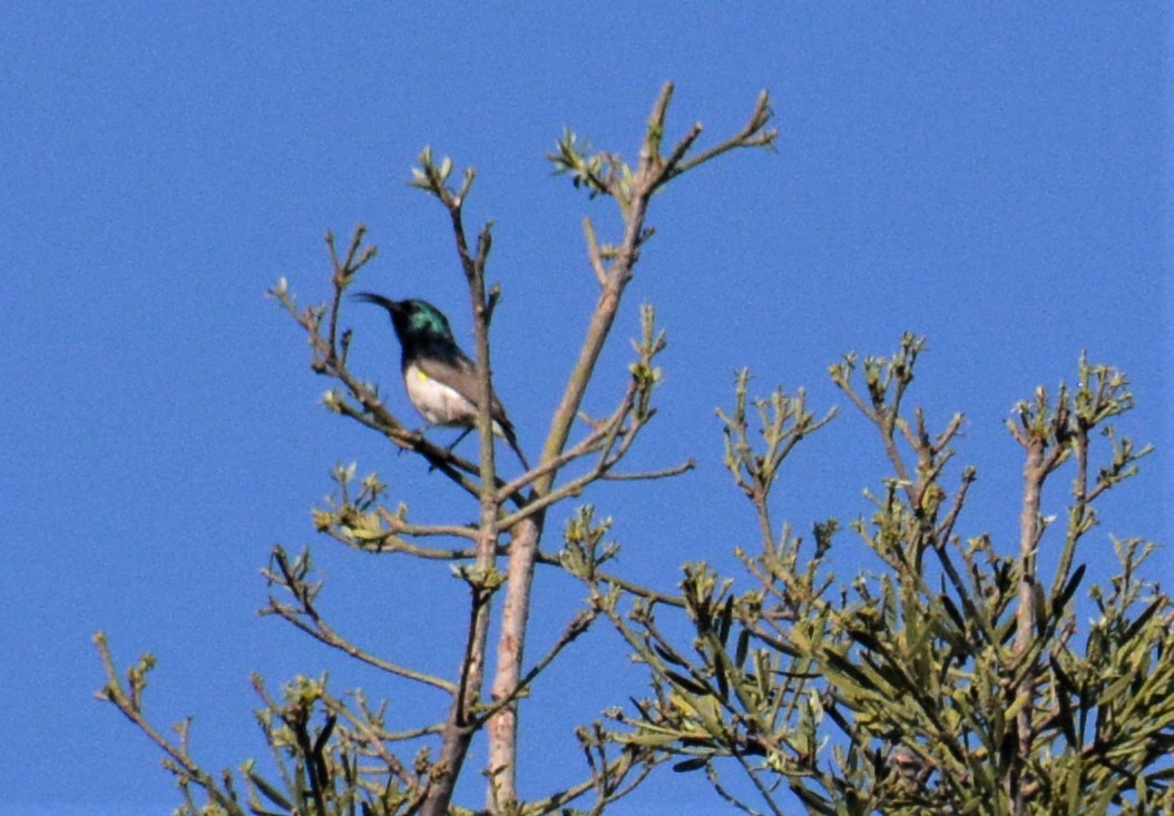 White-breasted Sunbird - ML611489604