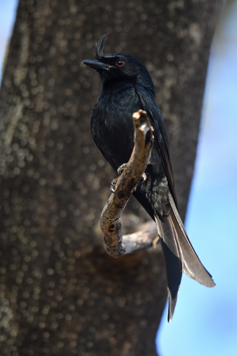 Crested Drongo - ML611489612