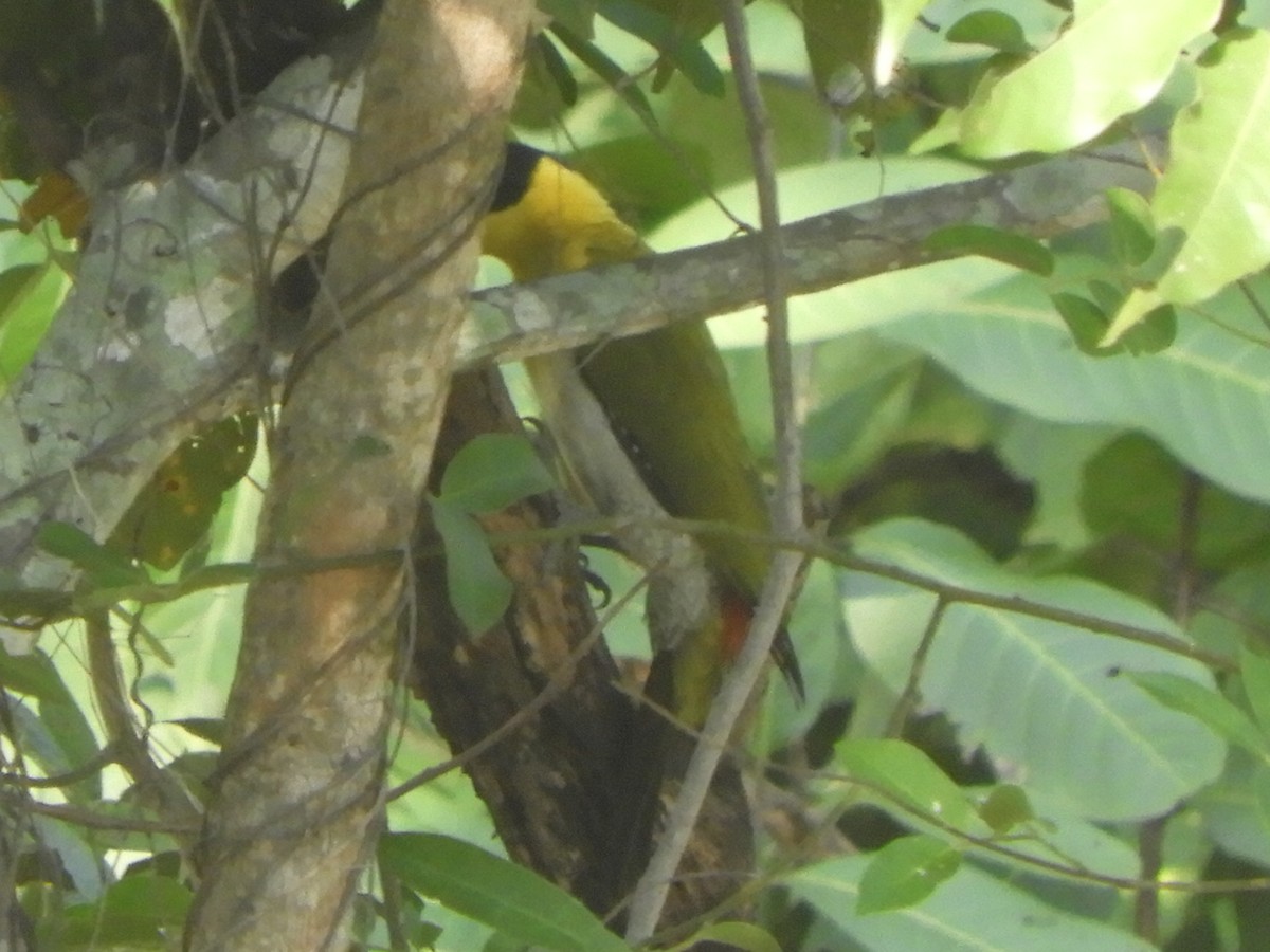 Black-headed Woodpecker - Gerald Moore