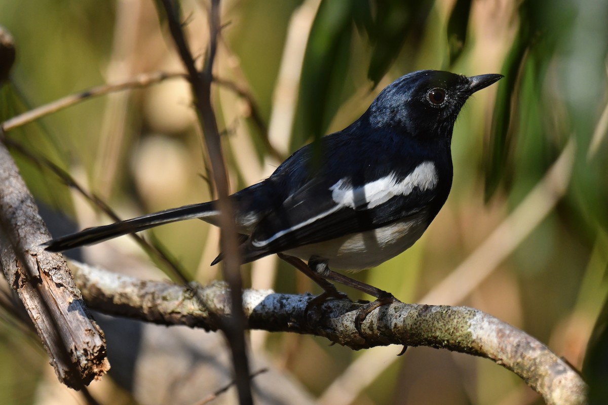 Madagascar Magpie-Robin - ML611489617