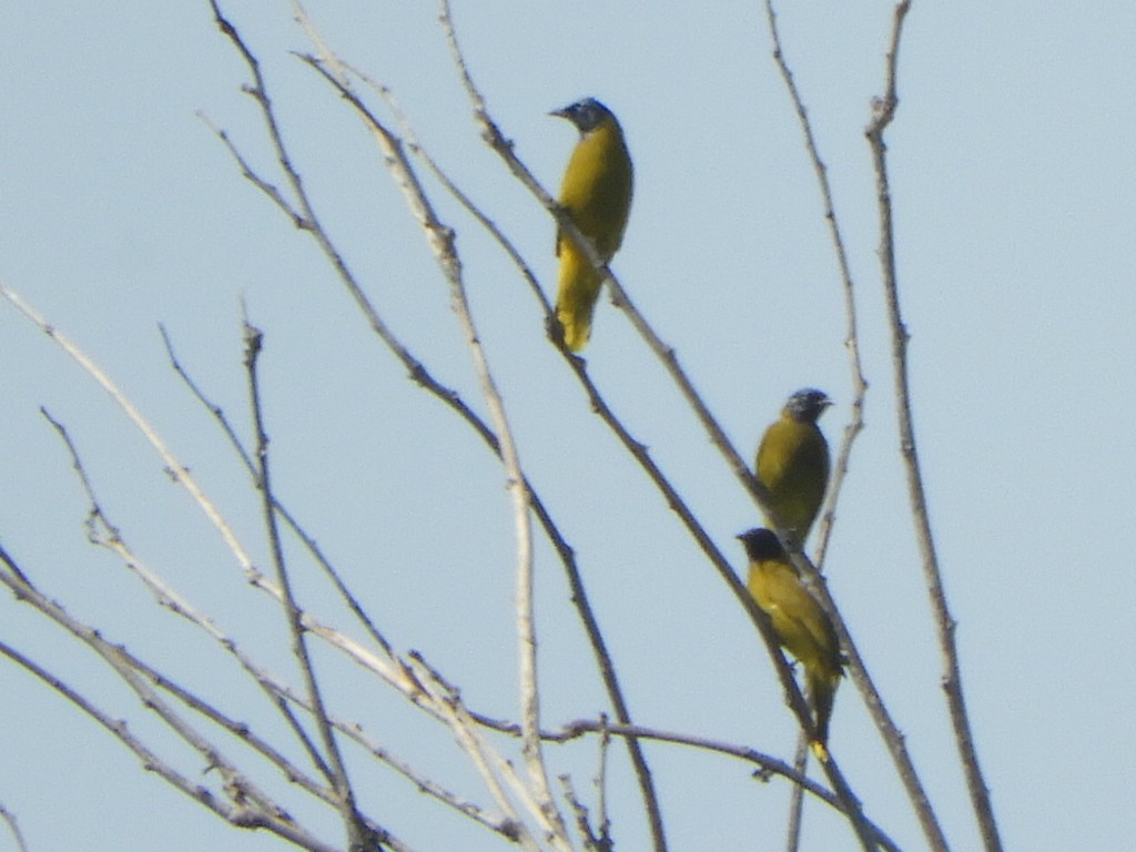 Bulbul cap-nègre - ML611489628