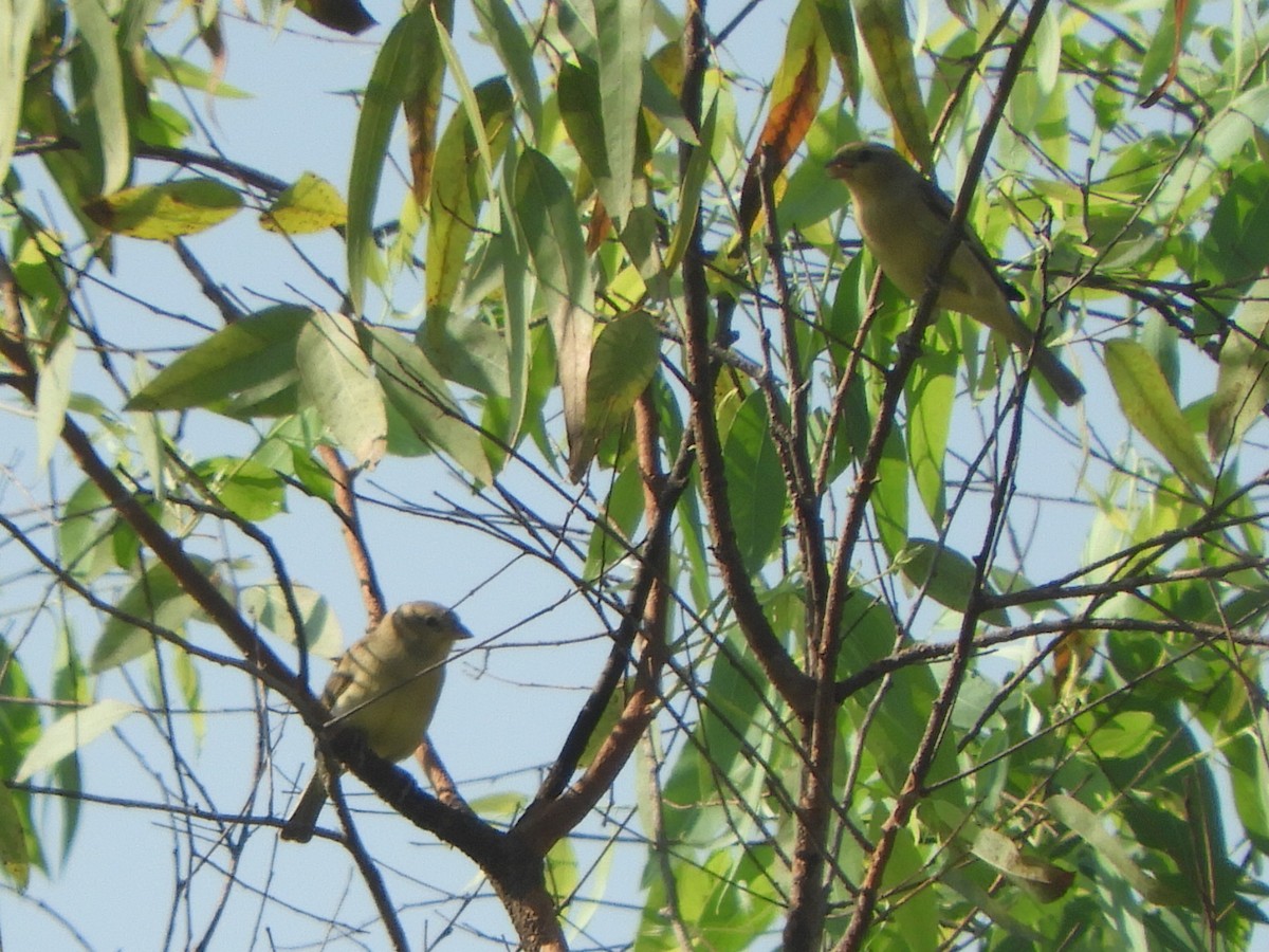 Plain-backed Sparrow - ML611489630