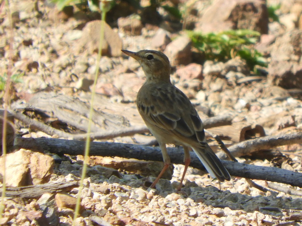 Paddyfield Pipit - Gerald Moore