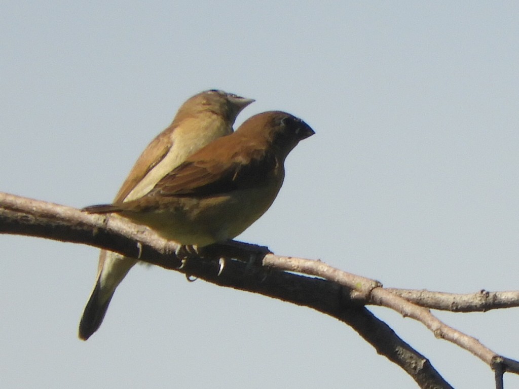 Scaly-breasted Munia - Gerald Moore