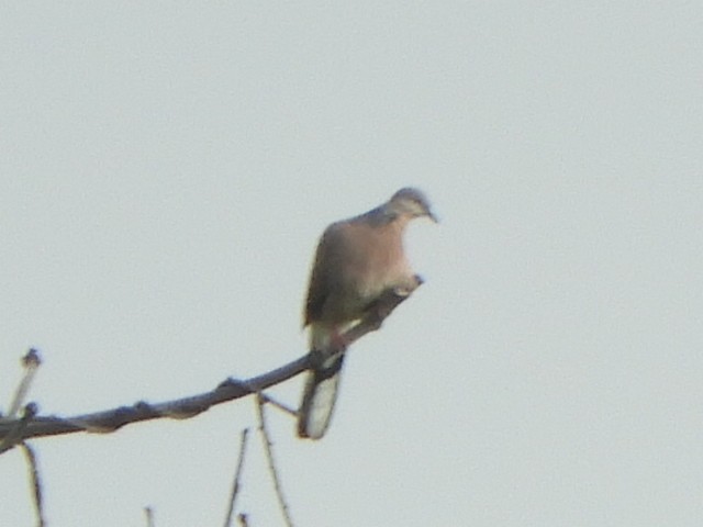 Spotted Dove - Gerald Moore