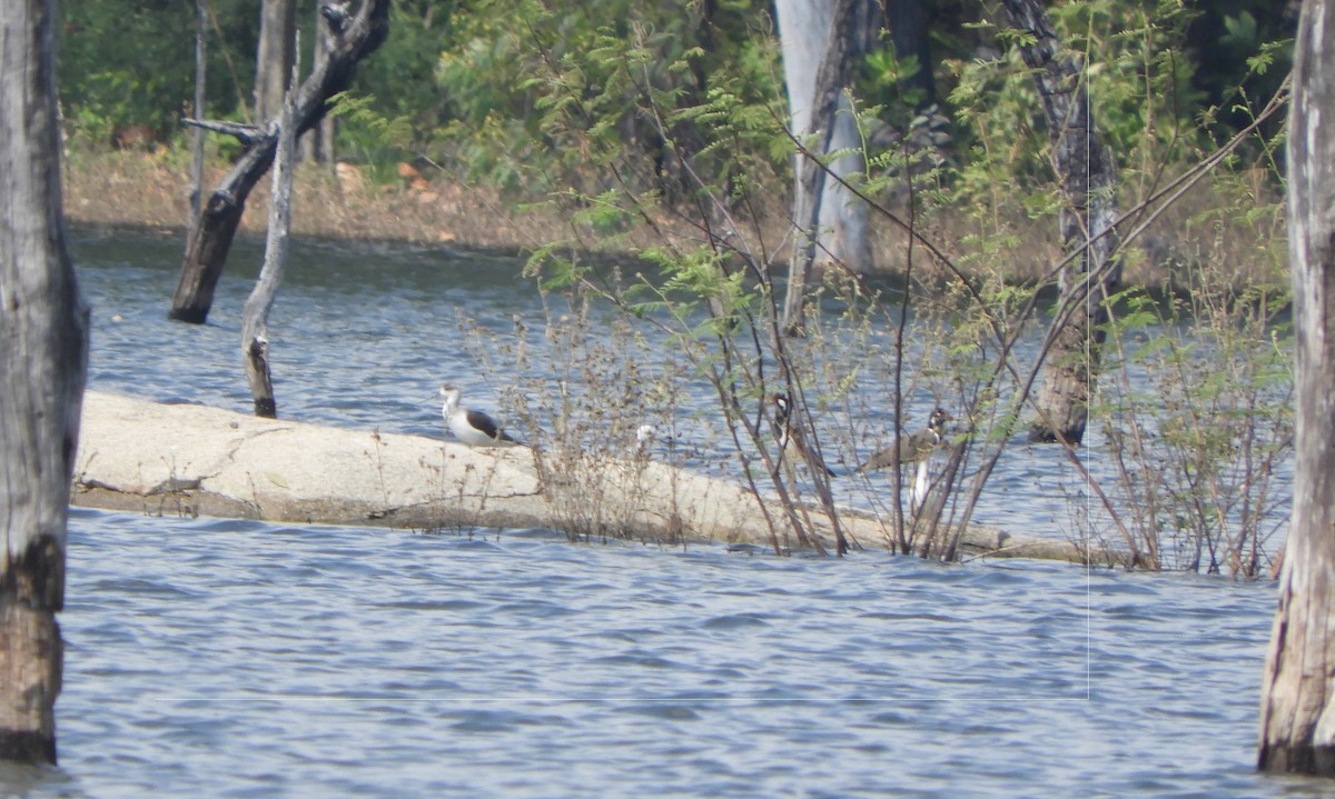 Black-winged Stilt - ML611489642