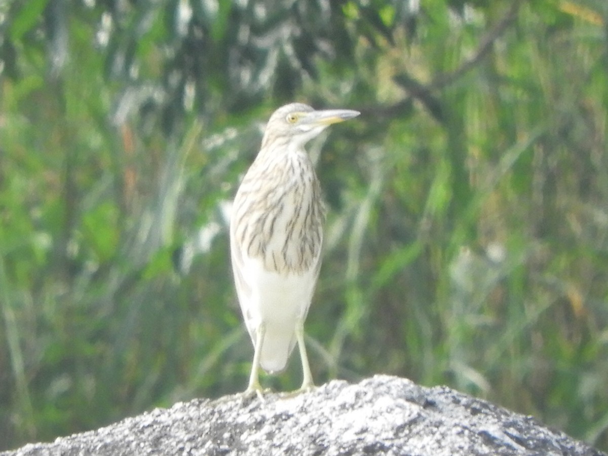 Chinese Pond-Heron - ML611489678