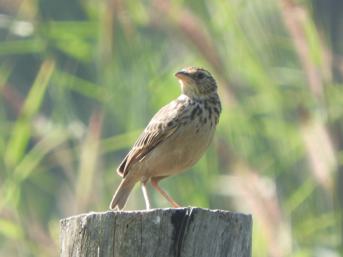 Indochinese Bushlark - Gerald Moore