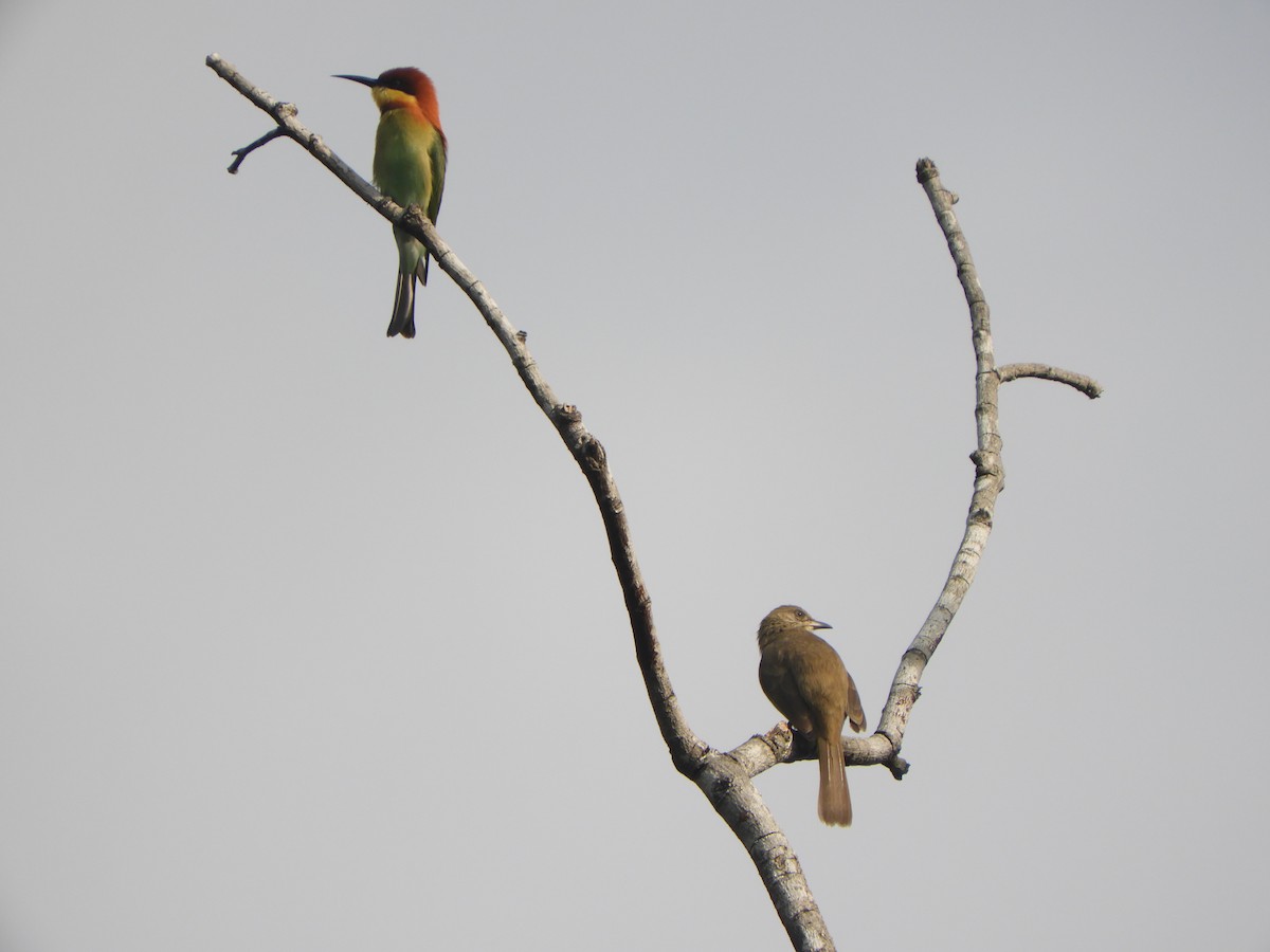 Streak-eared Bulbul - ML611489701