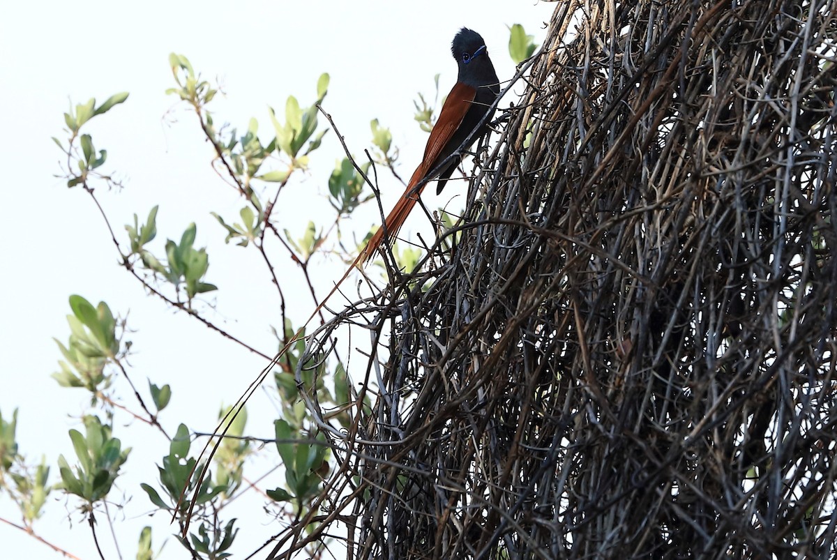 African Paradise-Flycatcher - ML611489719