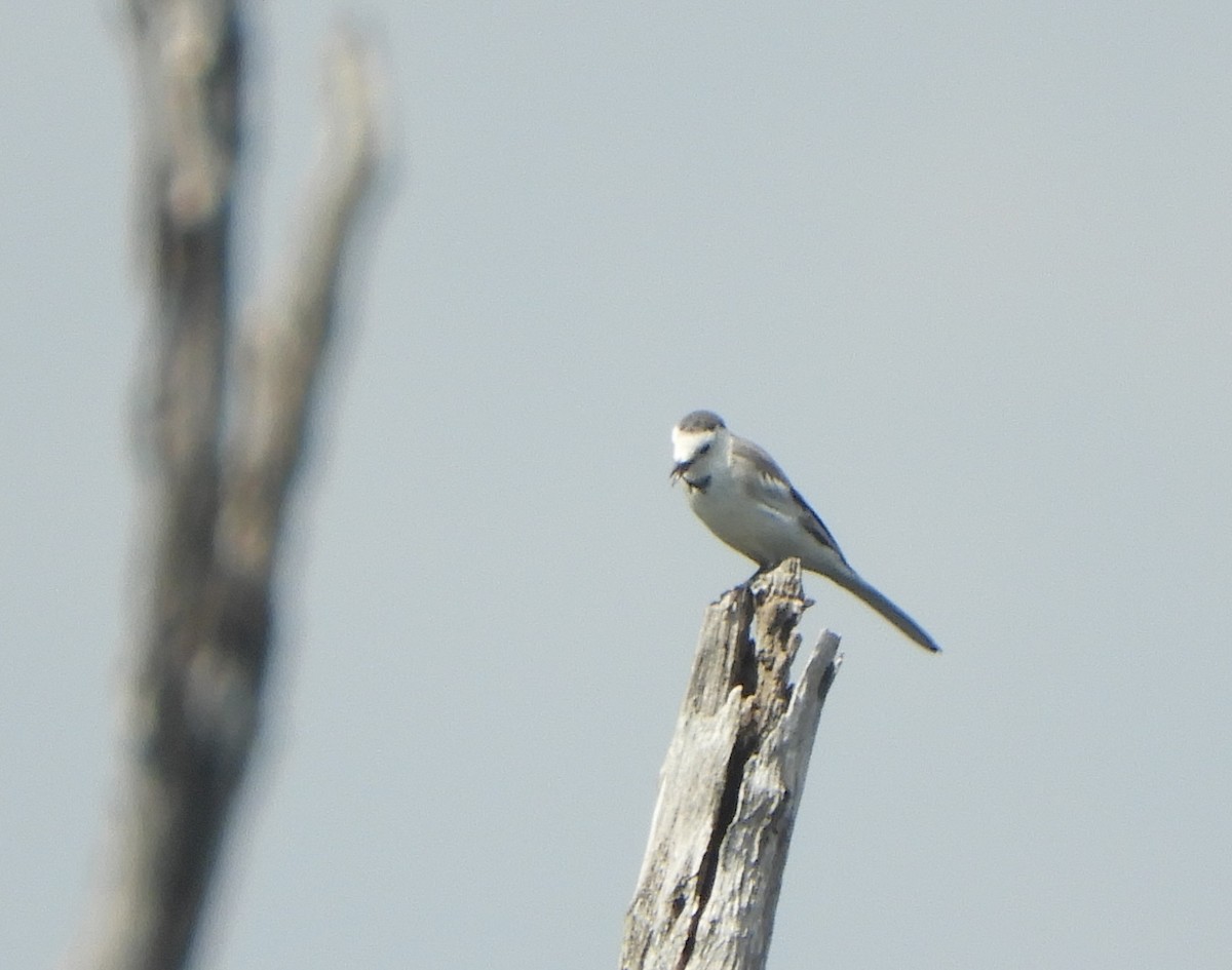 White Wagtail - ML611489720